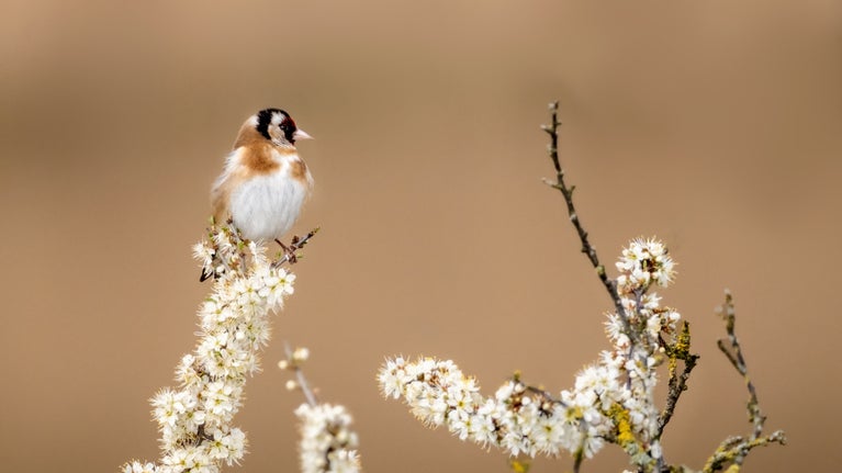 A goldfinch perches on blackthorn blossom on the Norfolk coast
